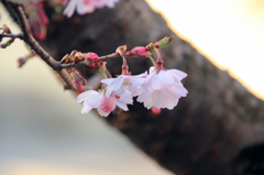 十月桜-2