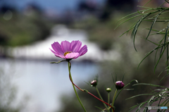 秋桜