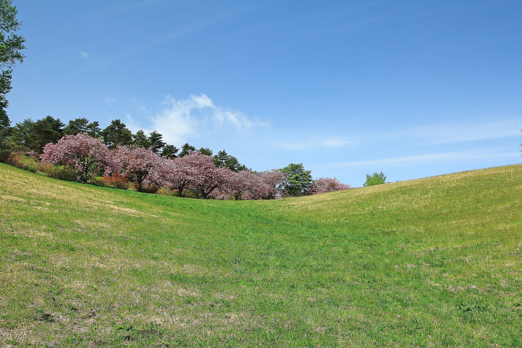 高原の桜でラスト - 6