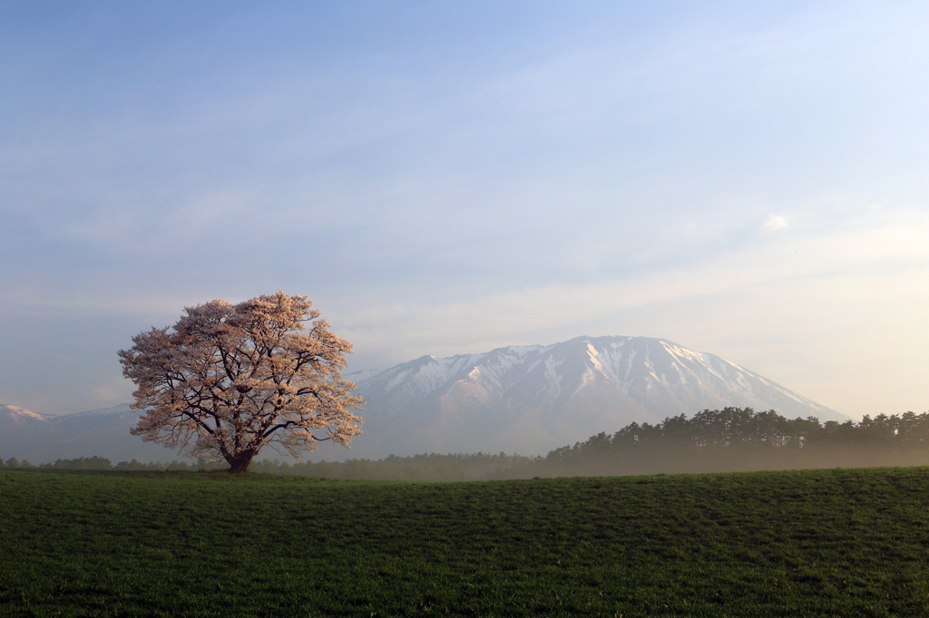 朝霧はけて小岩井一本桜