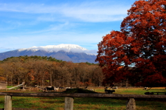 小岩井農場から岩手山2