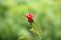 薔薇の種類はわかりませんⅤ