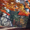 里の彩 - 石垣の秋