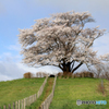 為内（いない）の一本桜3