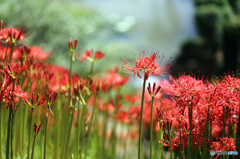 みちのく花魁2015 - Ⅱ