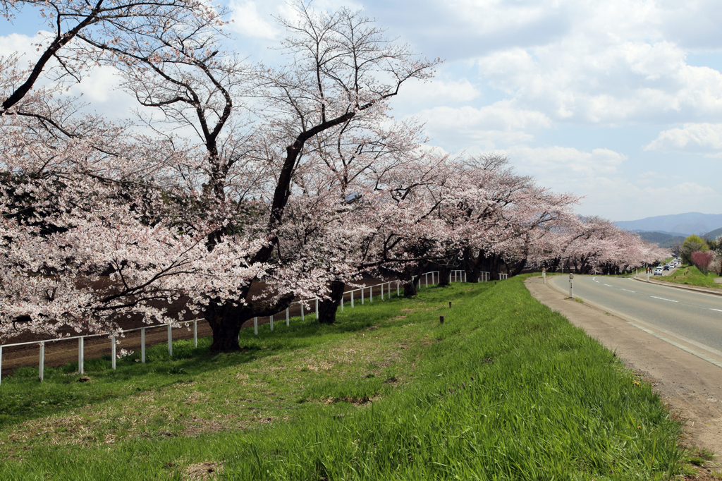 みちのく桜 - 小岩井農場