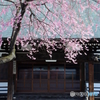 光台寺 - コヒガンザクラ