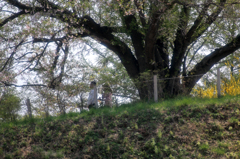 みちのく桜 - 為内の一本桜