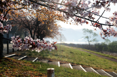 みちのく桜 - 湖畔の桜Ⅱ