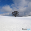 雪桜…ならず…