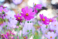 秋桜 の涙