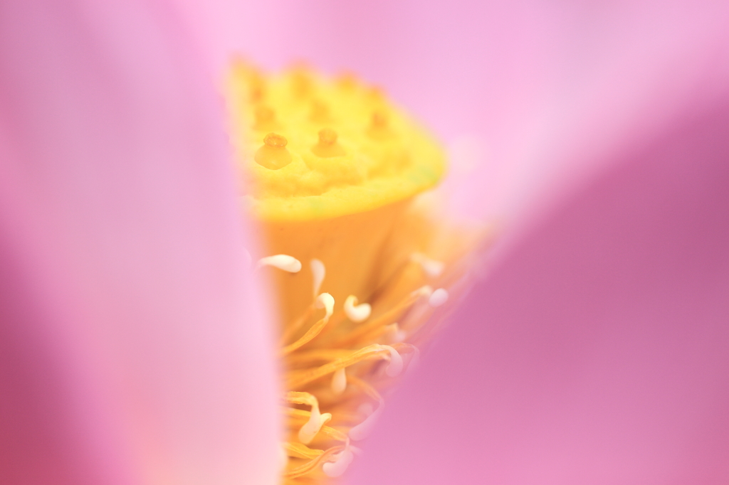 スイーツ？「古代蓮」