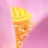 スイーツ？「古代蓮」