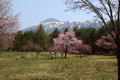 みちのく桜 - 八幡平県民の森Ⅳ