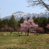 みちのく桜 - 八幡平県民の森Ⅳ