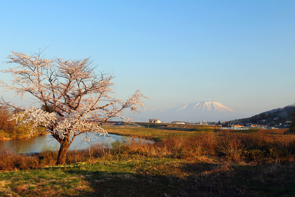 手代森一本桜