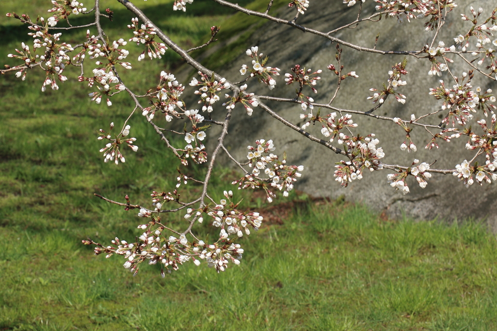 石割桜３分咲きⅡ