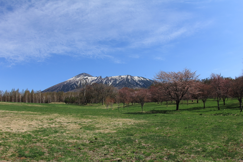 裏岩手山の春 - 山桜