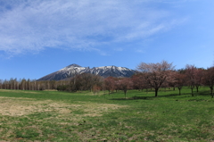 裏岩手山の春 - 山桜