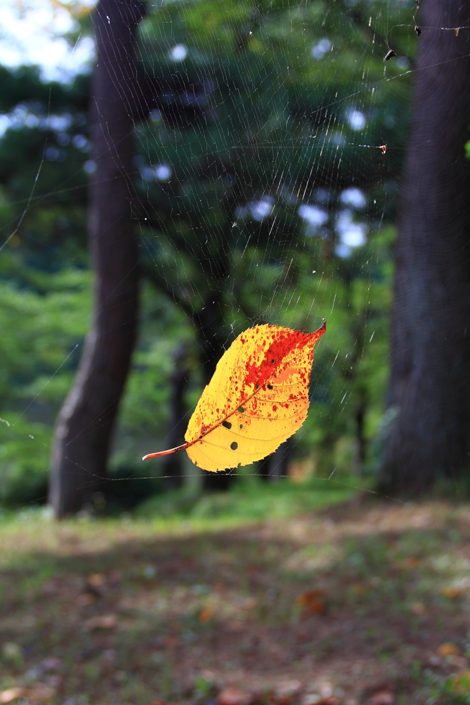 罠にはまった秋