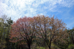 高原の春 - 早坂高原Ⅲ