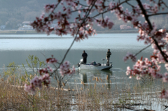 みちのく桜 - 湖畔の桜Ⅲ