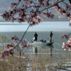 みちのく桜 - 湖畔の桜Ⅲ