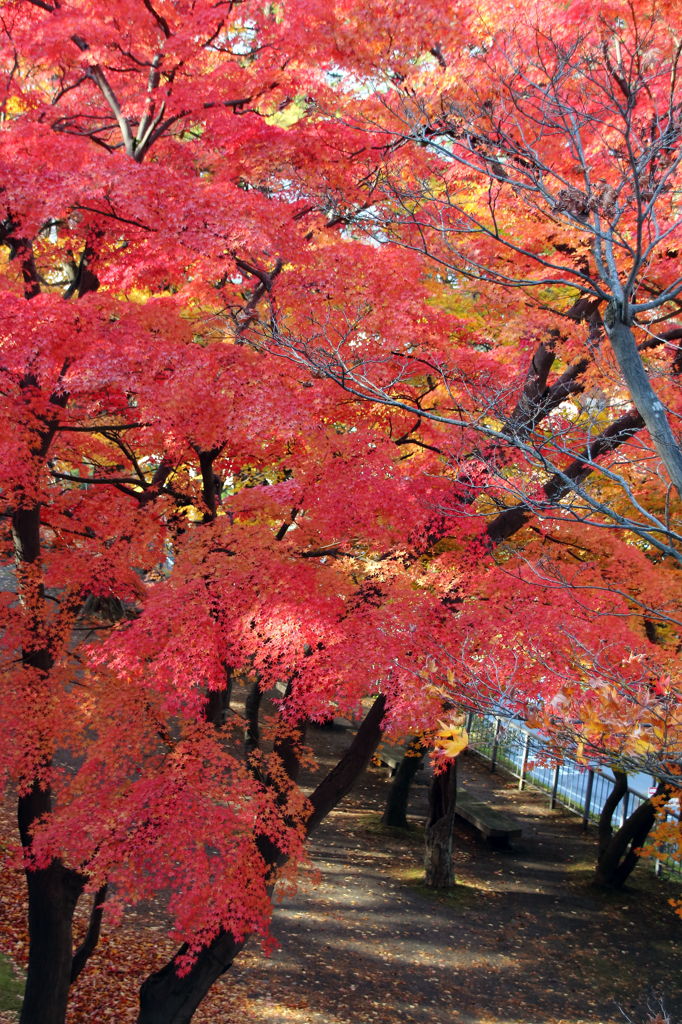 里の彩 - 盛岡城跡公園3