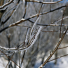 -10℃の朝 - 樹霜花2