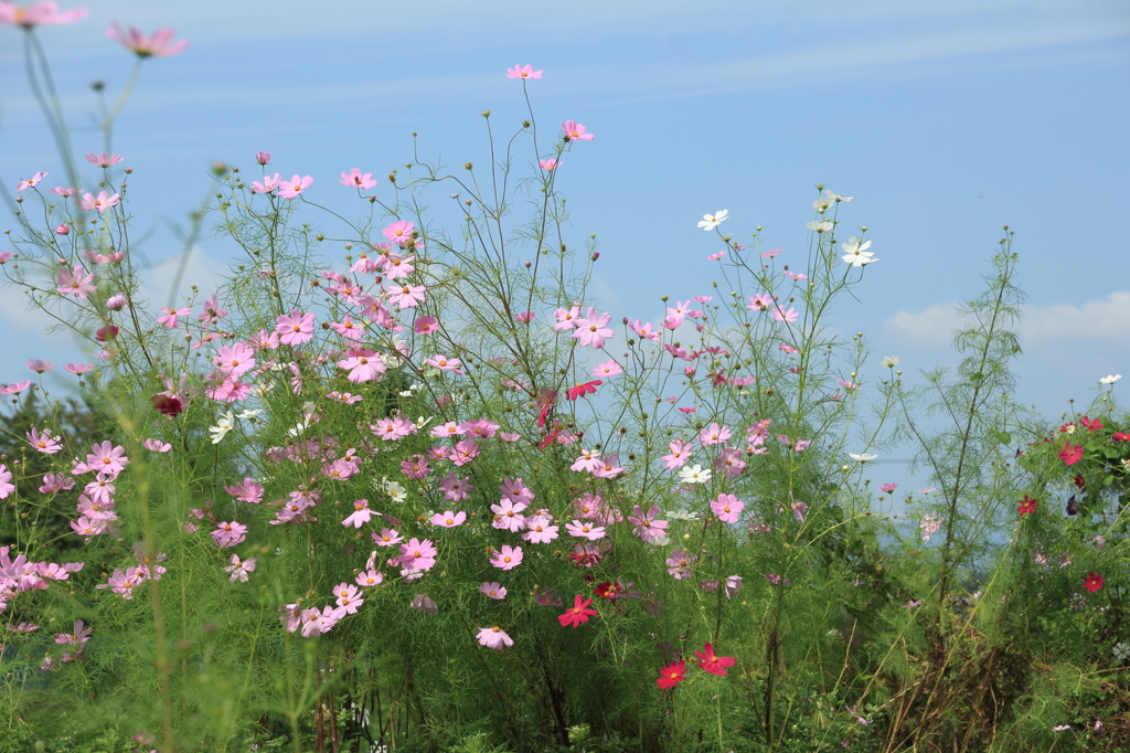 みちのく秋桜 (3)