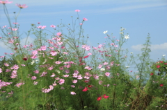 みちのく秋桜 (3)