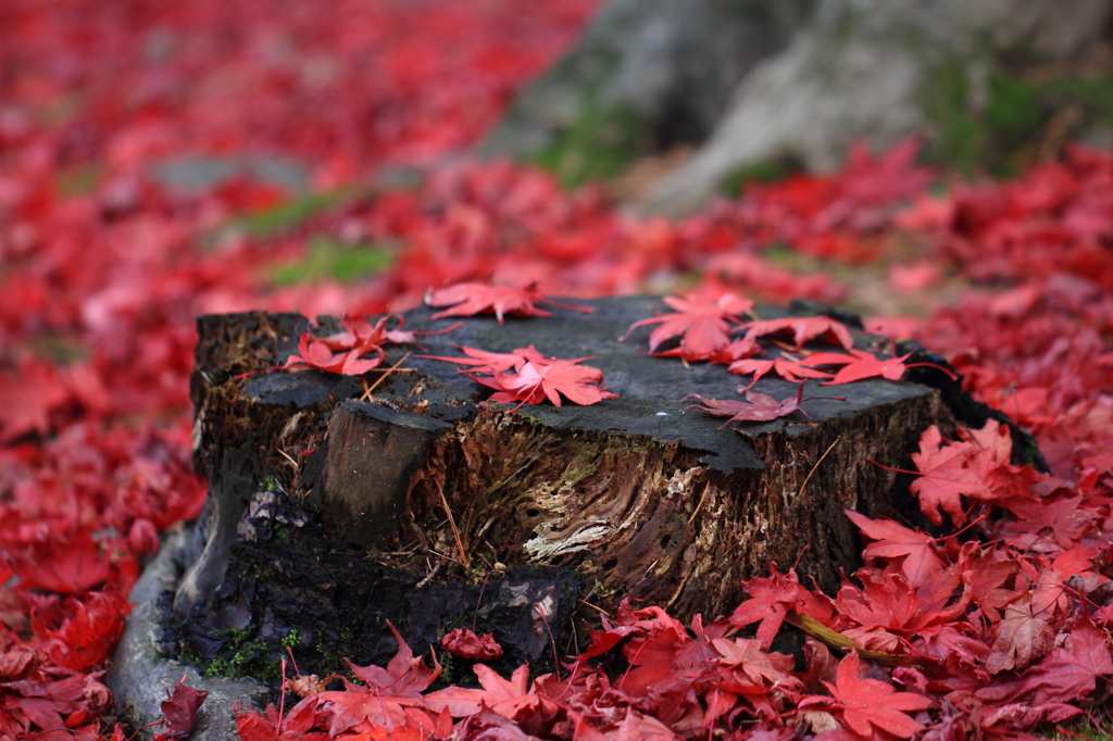 みちのく落ち紅葉2