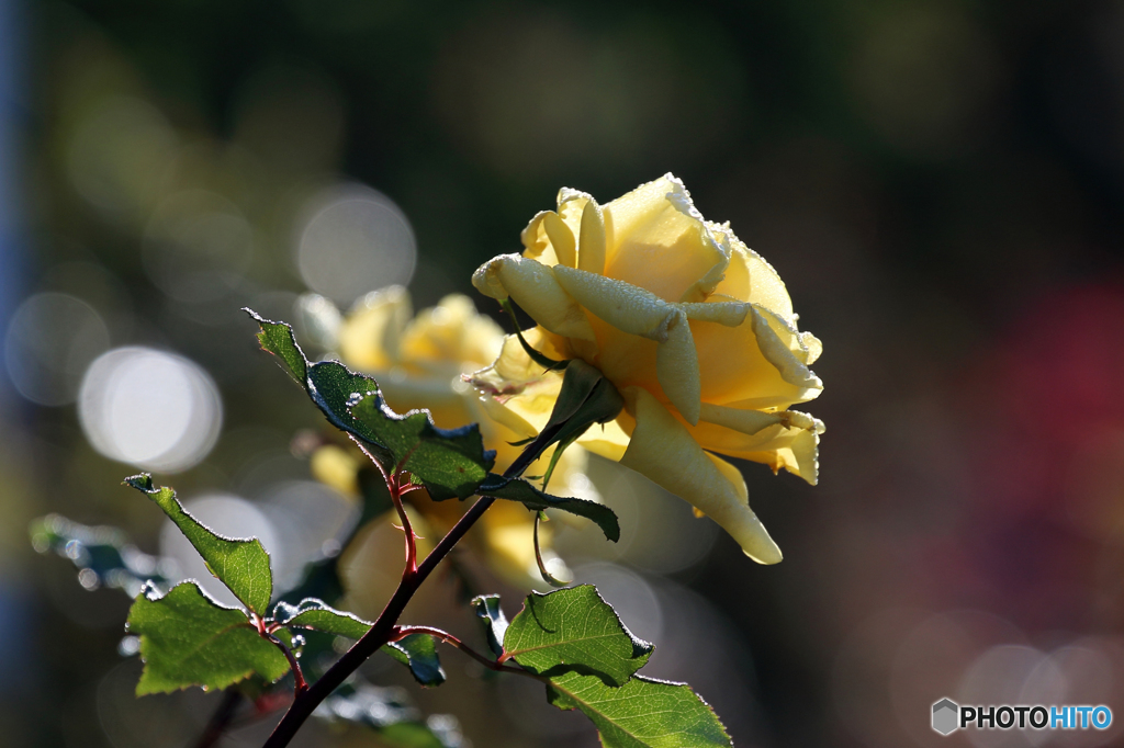 薔薇のメロディー Ⅲ