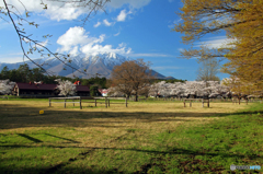 小岩井農場の春Ⅳ