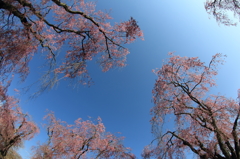 盛岡市米内浄水場 - 枝垂桜Ⅱ