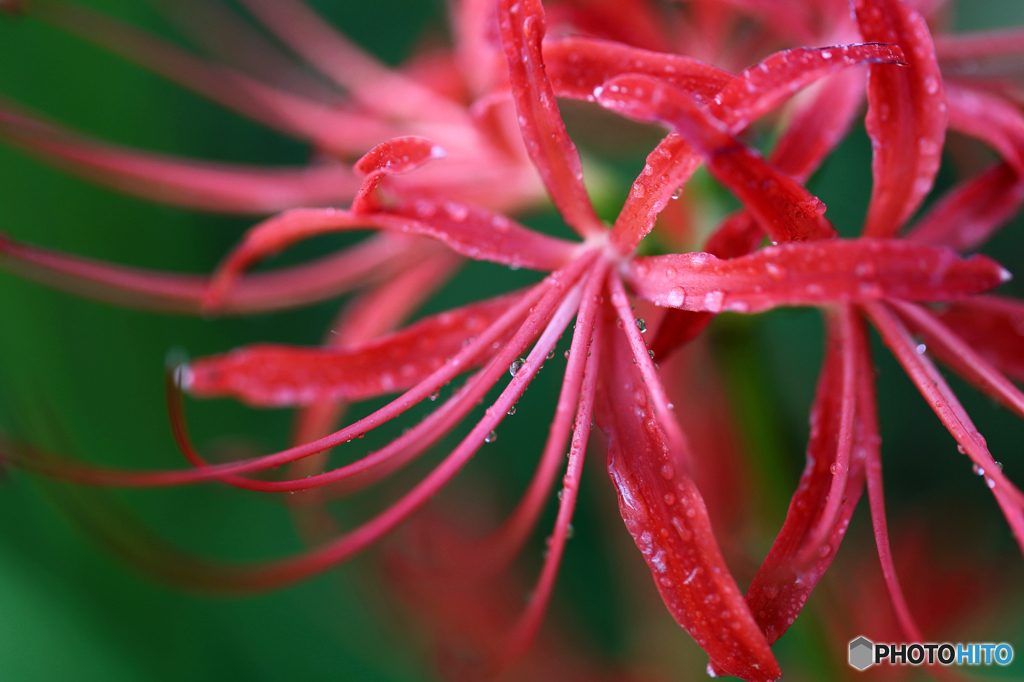 みちのく花魁2015 - Ⅲ