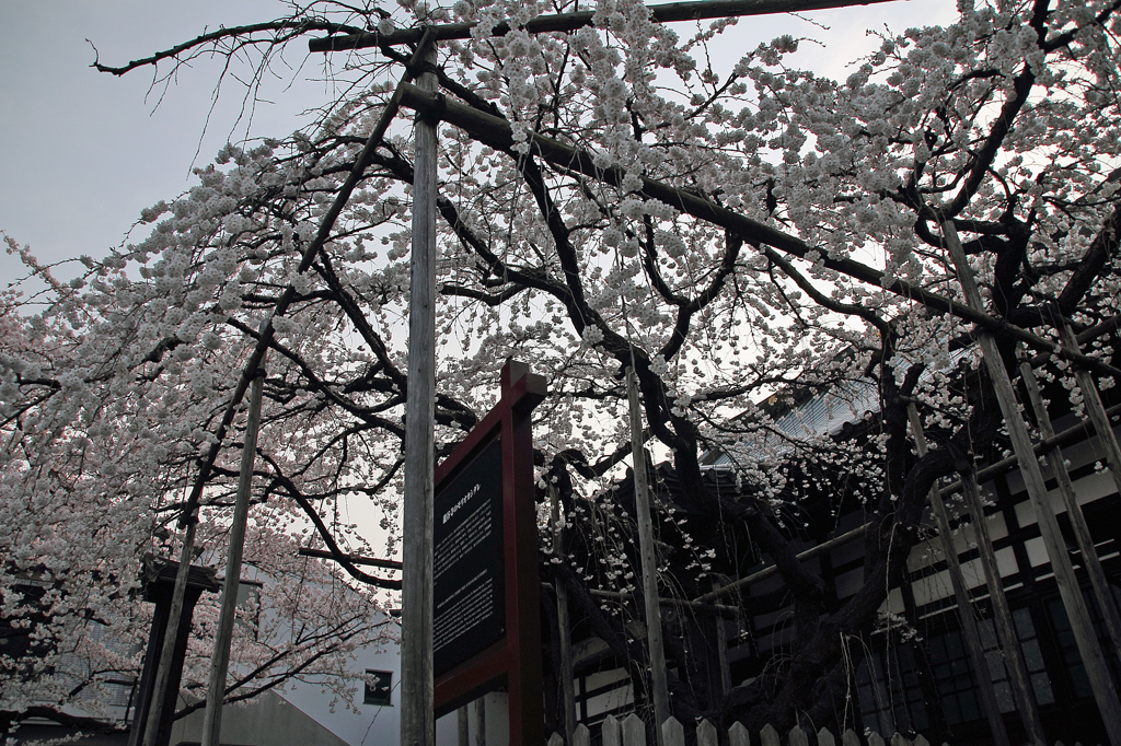 みちのく桜 - 龍谷寺