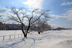 雪桜並木Ⅱ