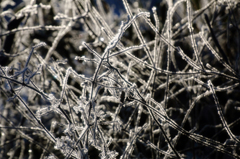 -10℃の朝 - 霜アート