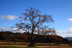 田んぼの守り木