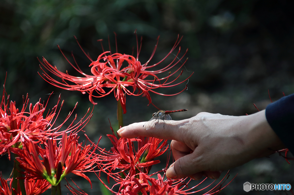 みちのく花魁2015 - XII