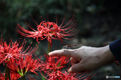 みちのく花魁2015 - XII