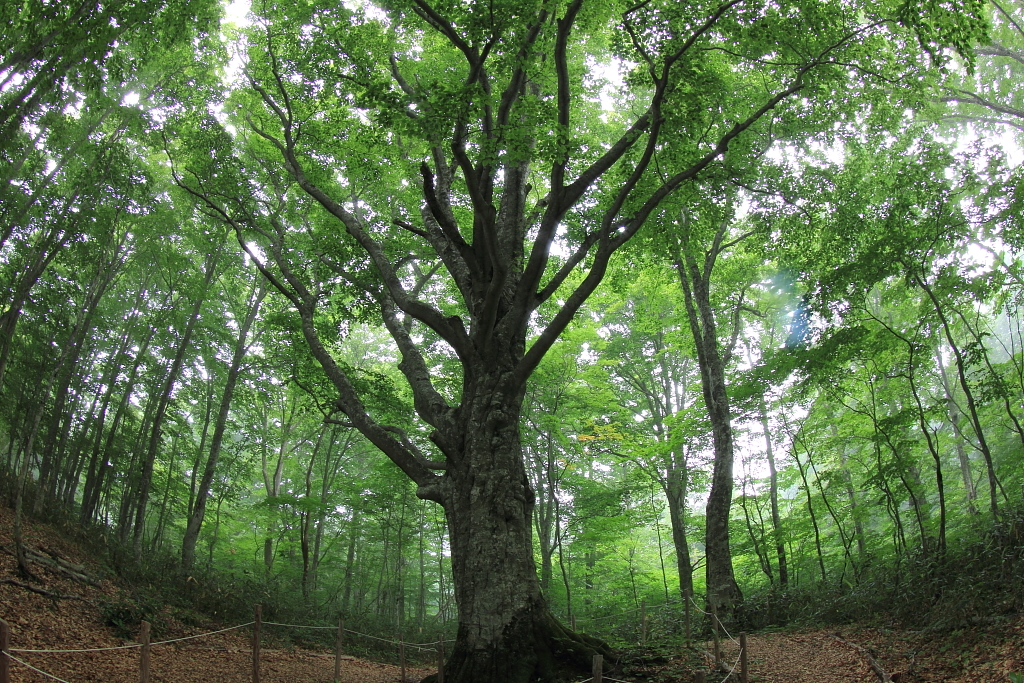 霧中のブナ林-2
