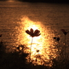 before sunset (日没前) - 御所湖コスモスロード