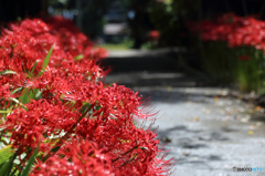 みちのく花魁2015 - Ⅵ