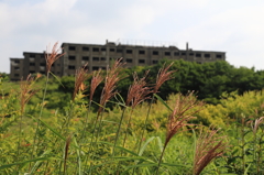 雲上の楽園-1