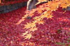 落葉の彩 - 盛岡中央公民館