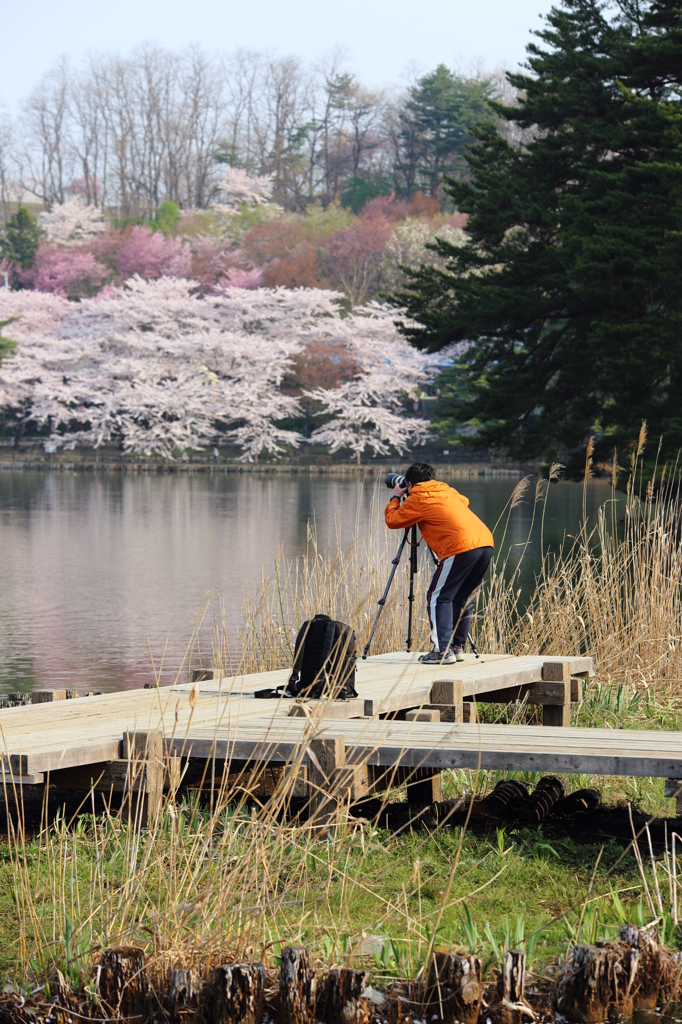 桜！撮ったど～！