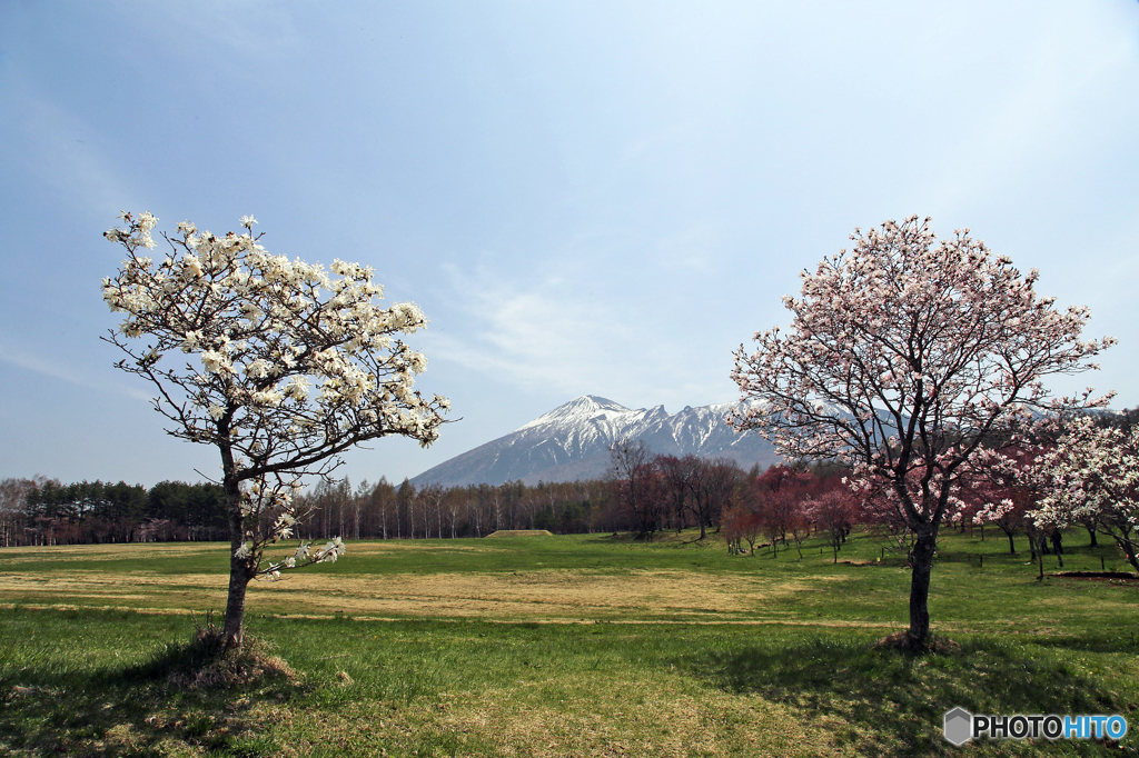 八幡平の春Ⅱ