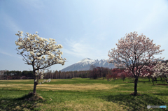 八幡平の春Ⅱ